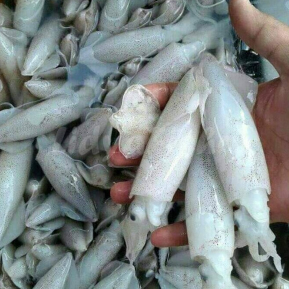 Cumi Sero 1Kg Cumi Sero Segar Cumi Cantik Seafood Cumi Cumi Segar Cumi 1Kg Squit