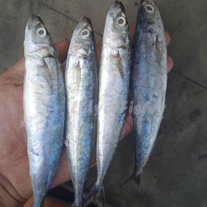 Ikan Kembung Layang Segar Ikan Kembung Layang Baby 1Kg Ikan Layang kecil Seafood Ikan Segar Ikan Lau