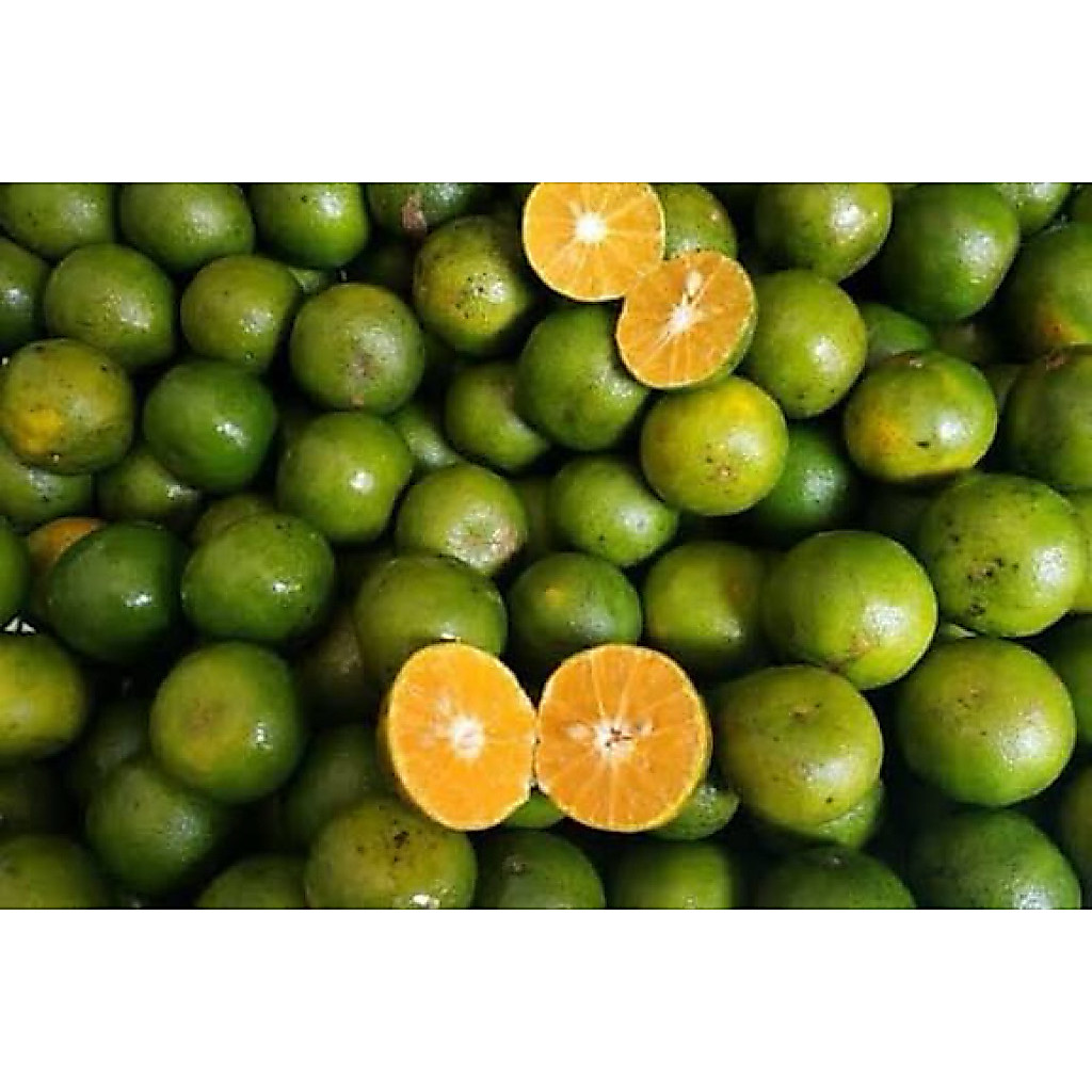 Jeruk peras 1 kg Bandung