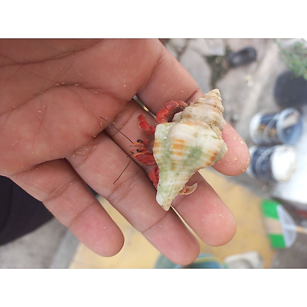 Red Rugosus
