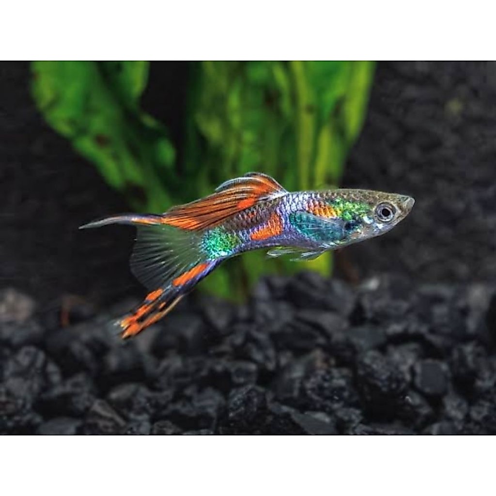Aksesoris Aquarium Stiker Guppy Endler's Livebearer Fish Satu Pasang |Ikan Hias Bozz Louhan Pekanbar