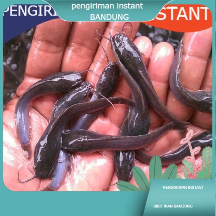 Bibit / benih ikan lele Sangkuriang 8 - 9 cm per 100 Ekor GROSIR BANDUNG terdekat