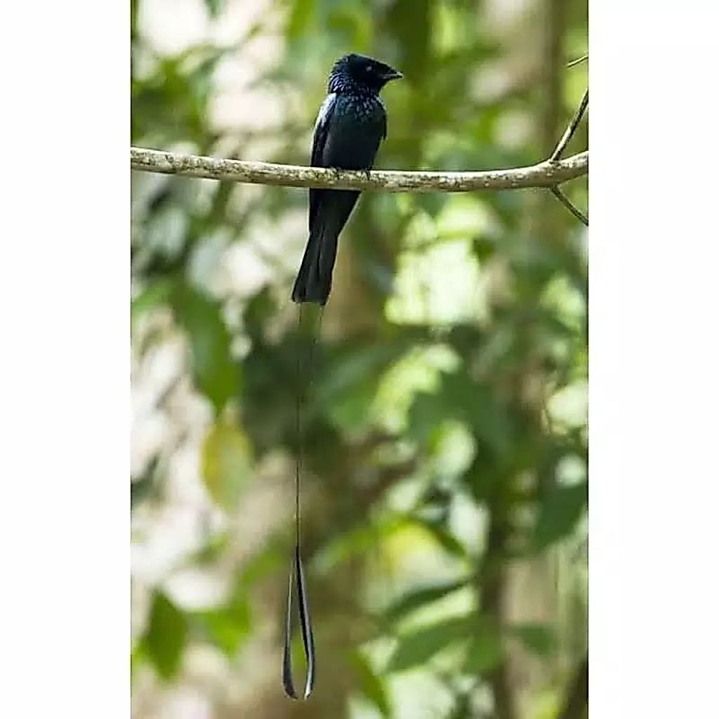 burung srigunting original ekor antena