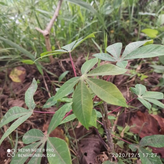 bibit tanaman pangan lalapan harga kebon