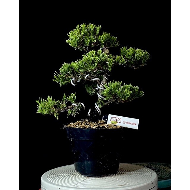 Bonsai cemara sinensis jadi siap pajang     Berkualitas