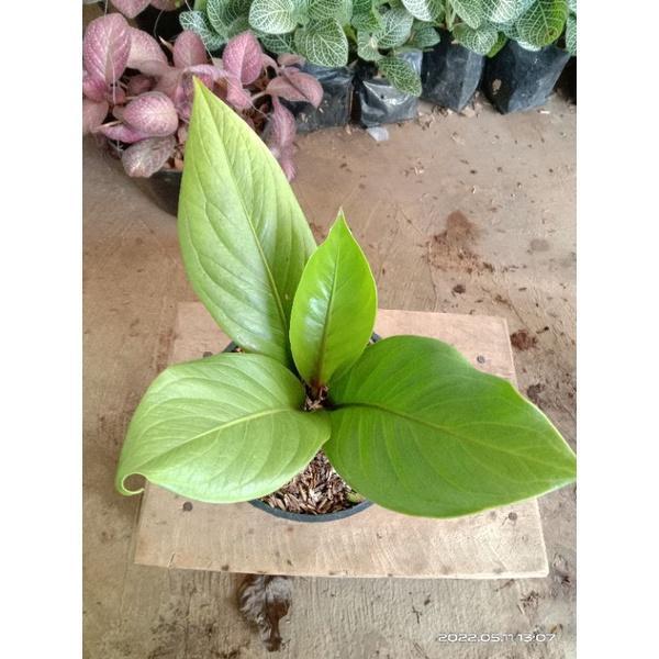 ( BISA COD ) PROMO Anthurium Jenmani Supernova / Tanaman Hias Anturium Jemani Cobra Super Nova / Tan