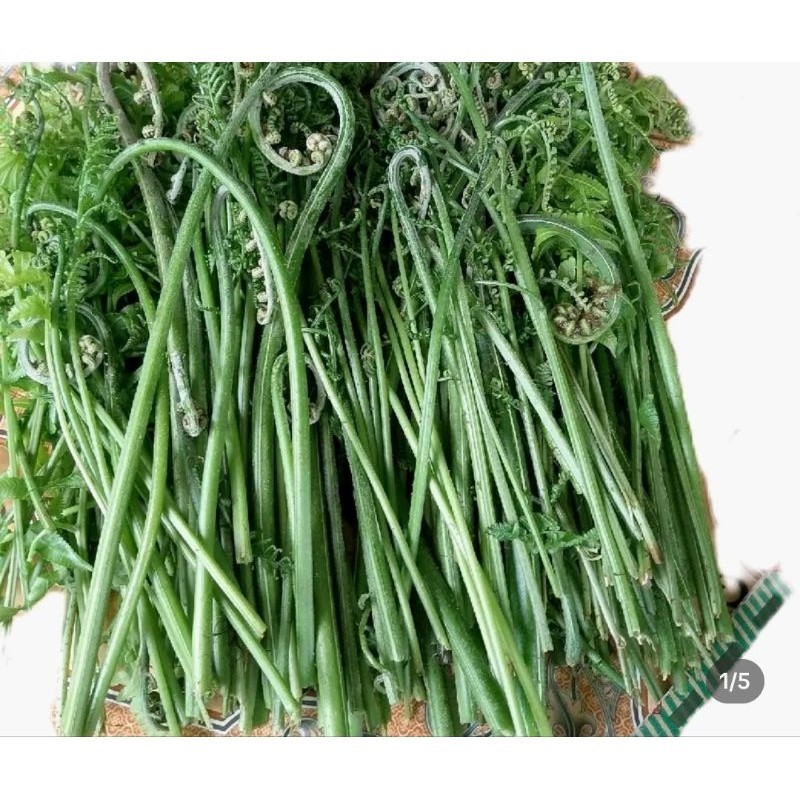 

pakis sayur segar baru petik 1kg,dijamin sampai dalam keadaan masih segar,bisa request