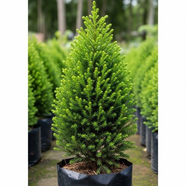 bibit tanaman hias cemara pua pua  - pohon natal - bahan untuk bonsai -tanaman untuk konservasi huta