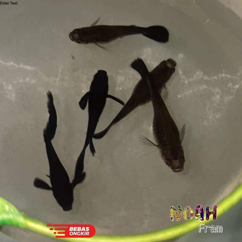 Hiasan aquarium Guppy Black Moscow 4 BETINA 2 jantan