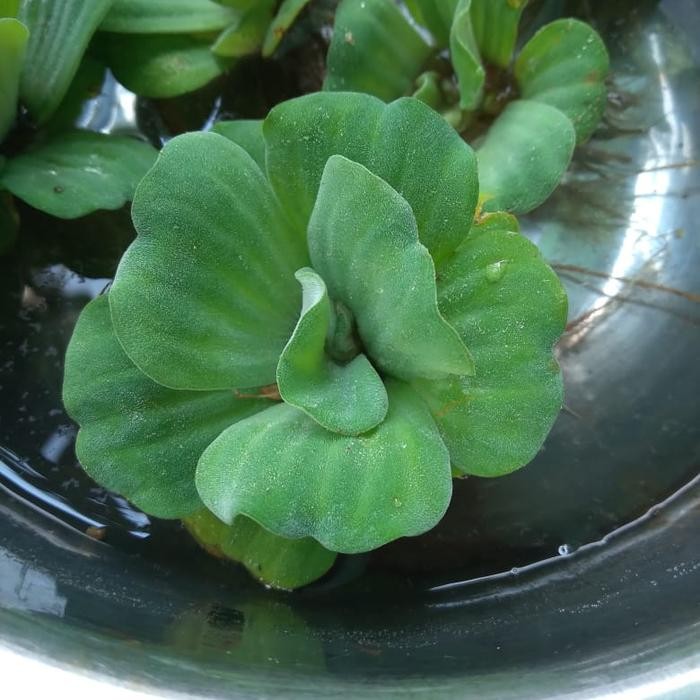 

Tnaman air apu apu termurah