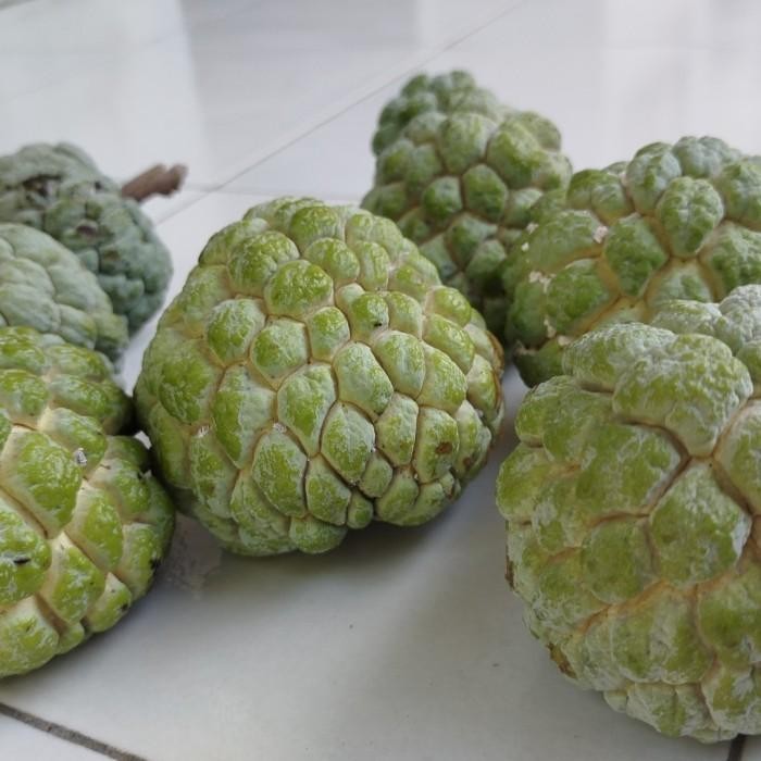 

Buah Srikaya Hijau Segar 1 kg