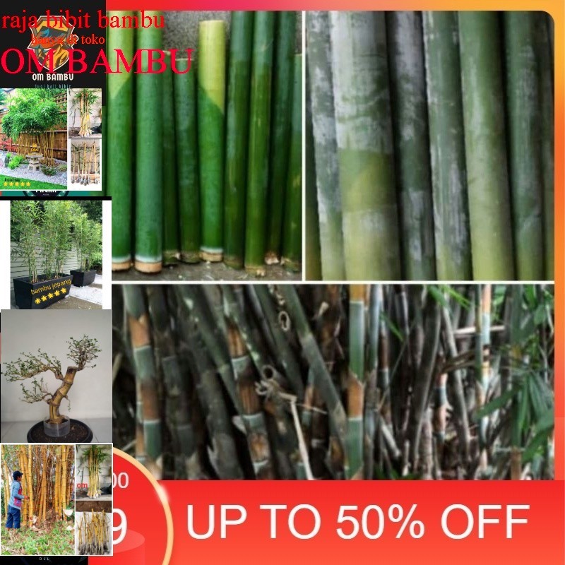 bibit bambu lemang/talang #OM