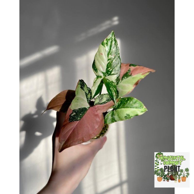 Syngonium Red Spot Tri color / Singonium tree colour import / sengonium 3 warna impor