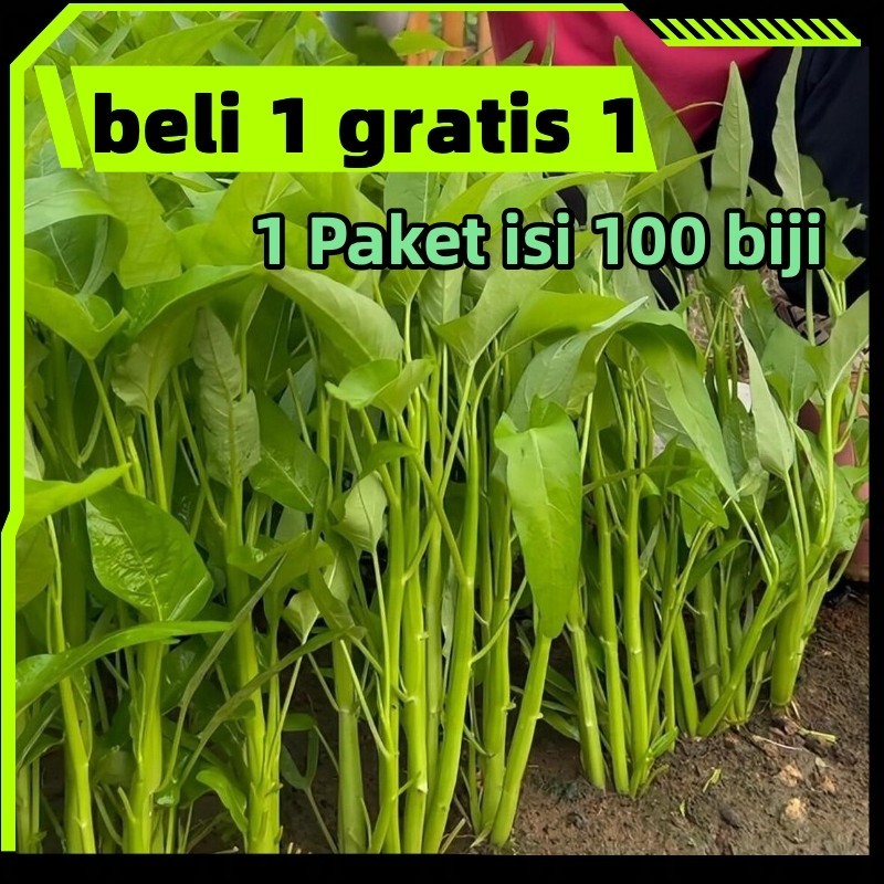 ready stock KANGKUNG - 100 pcs biji / benih / bibit TANAMAN KANGKUNG / KANGKUNG CABUT - ( BIBIT UNGG