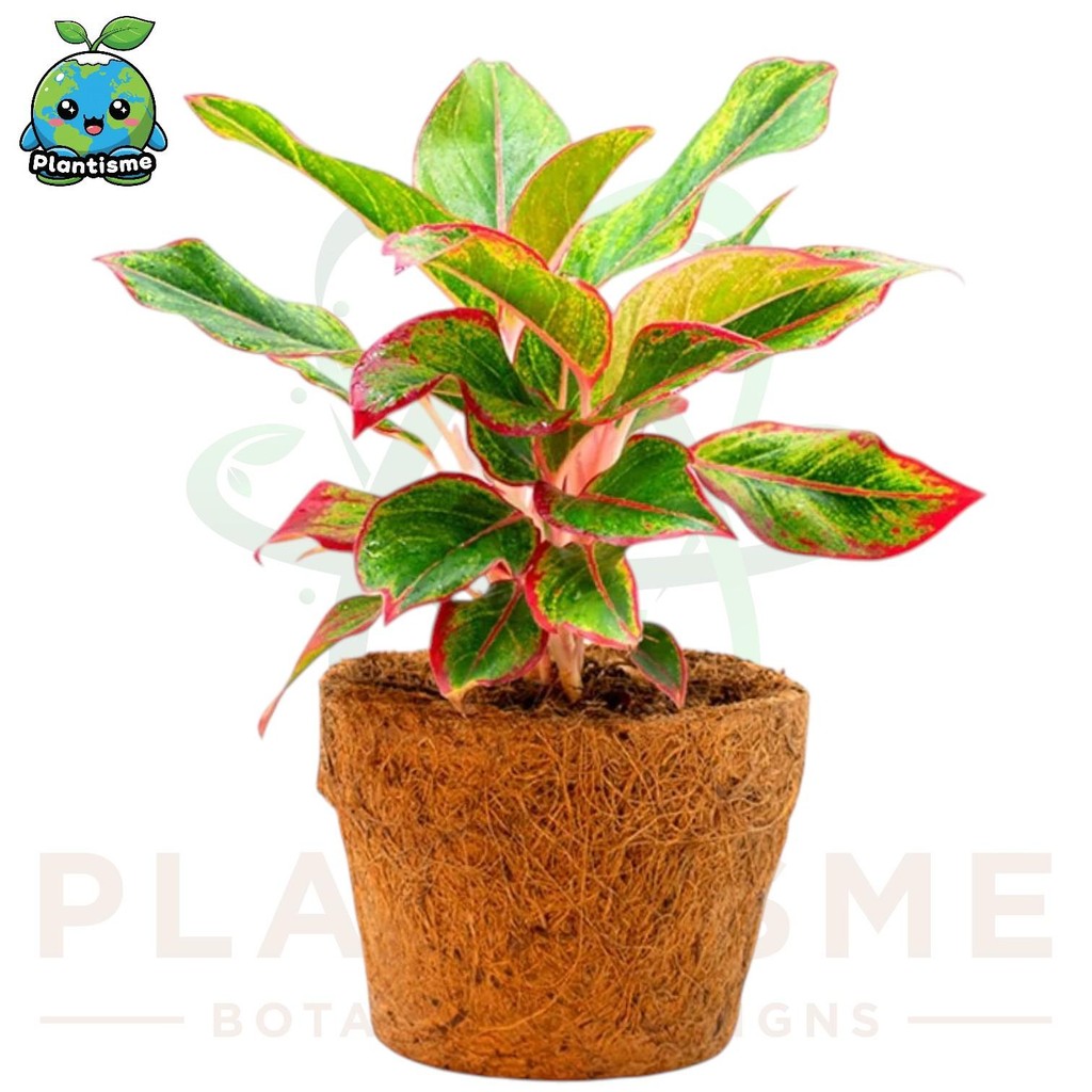 Tanaman Hias – Aglaonema ‘Sexy Lipstick’ Sri Rejeki Daun Hijau Pinggir Merah Dekorasi Indoor Elegan