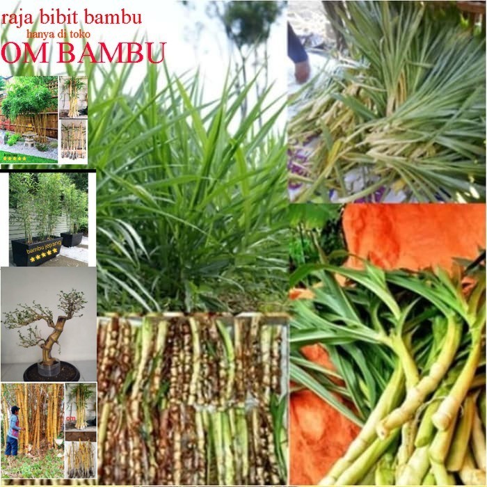 Benih ODOT KOLONJONO 1Kg RUMPUT GAJAH Rumput Odot