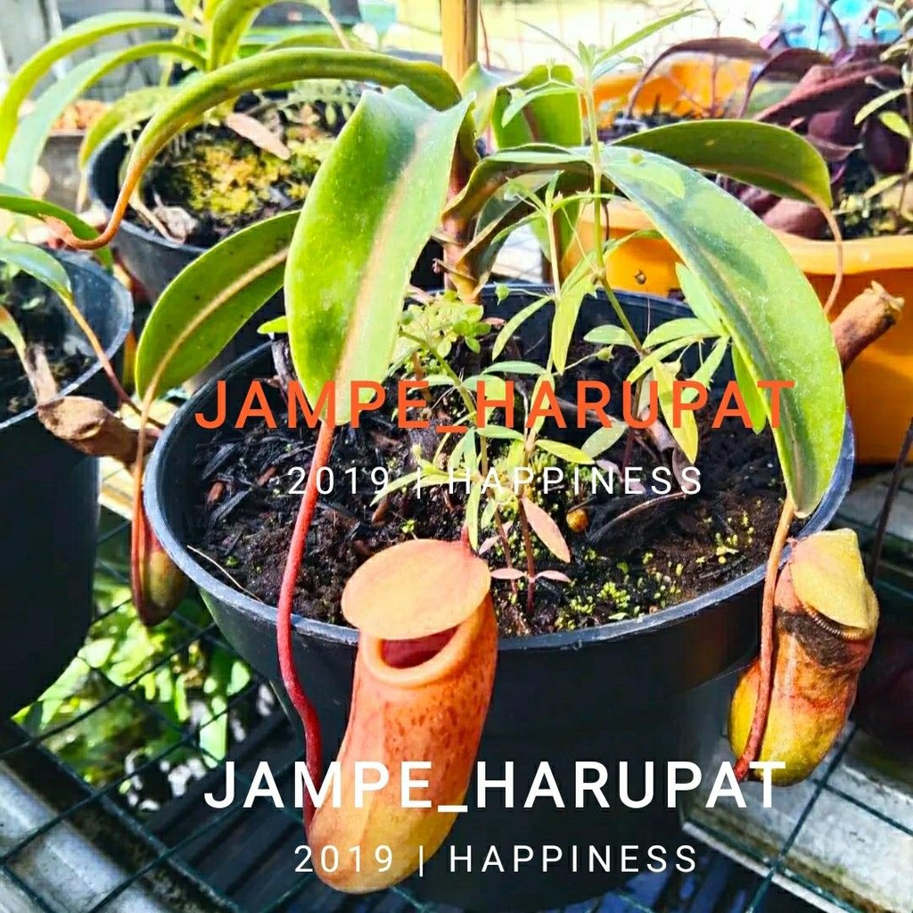 Tanaman Karnivora Nepenthes Kantong Semar premium