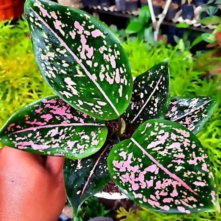 Tanaman Hias Aglonema Pink Dalmation Realpict Aglonema Pink Dalmation Berkualitas