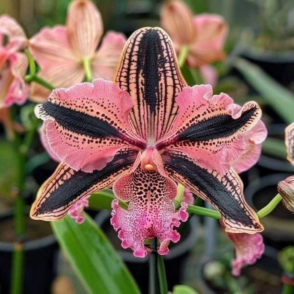 Seedling anggrek dendrobium/bunga gantung hidup/bunga anggrek hidup/bunga hias hidup/bunga hidup mur