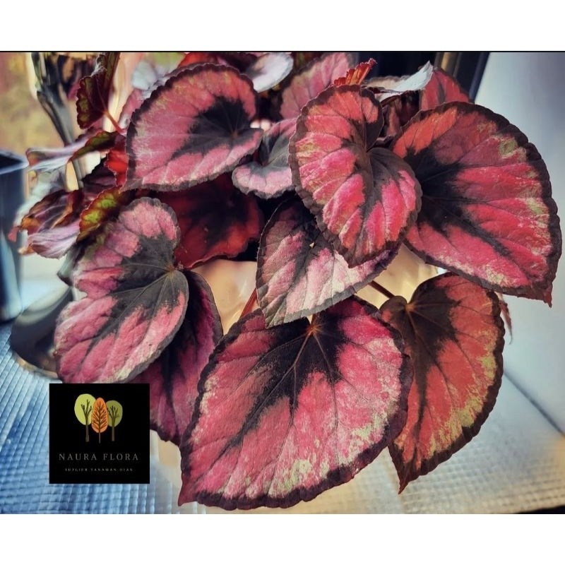 Tanaman hias begonia red kiss - Begonia red kiss