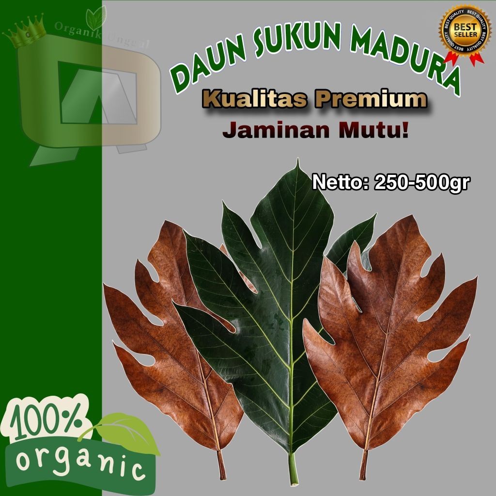

PROMO !! Daun Sukun Segar Dan Kering 1kg Daun Herbal Daun Organik Asli T.V.P