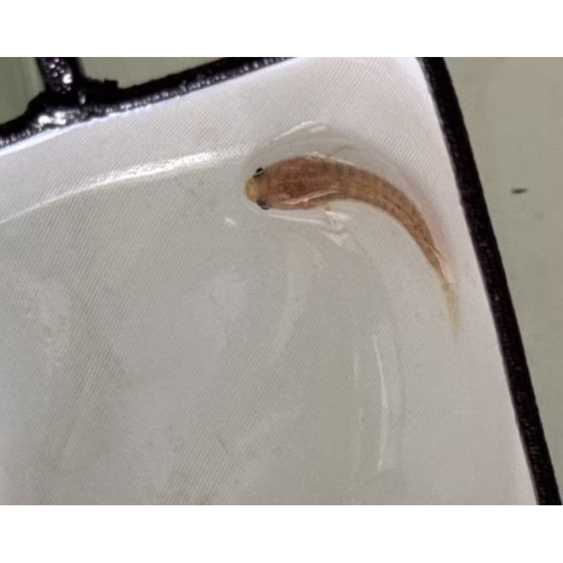 Hobi Channa auranti paket hemat Kualitas grade A++