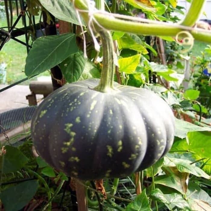 20 BIJI BIBIT LABU KUNING ,BIBIT LABU BESAR SIAP TANAM