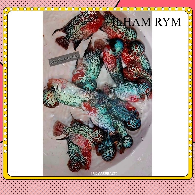 garansi Burayak Louhan SRD VIP Thailand