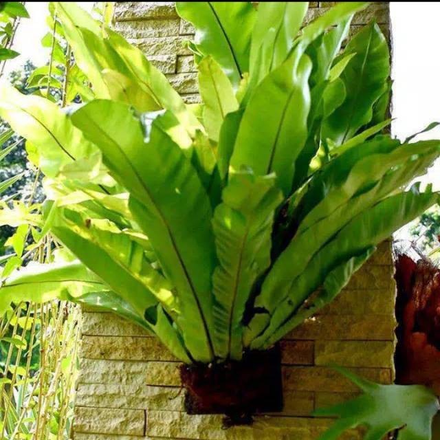 Kadaka hutan