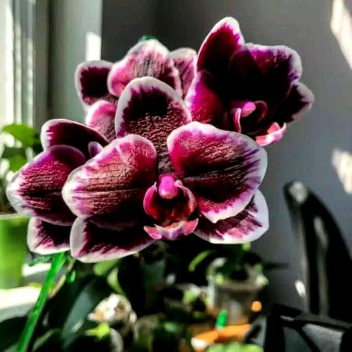 tanaman bunga - anggrek bulan import black jack dewasa siap berbunga anggrek  bulan   ready