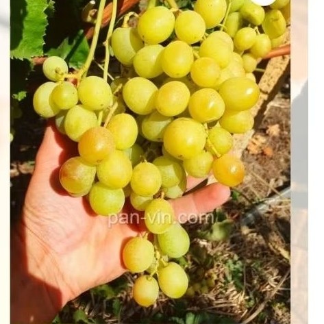 bibit anggur hijau tanpa biji sweet world seedles,anggur hijau tanpa biji