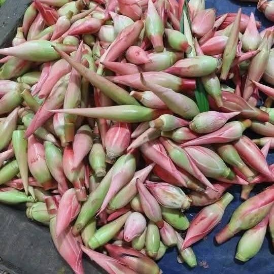 Bunga kuncup kecombrang bunga kecombrang 1kg