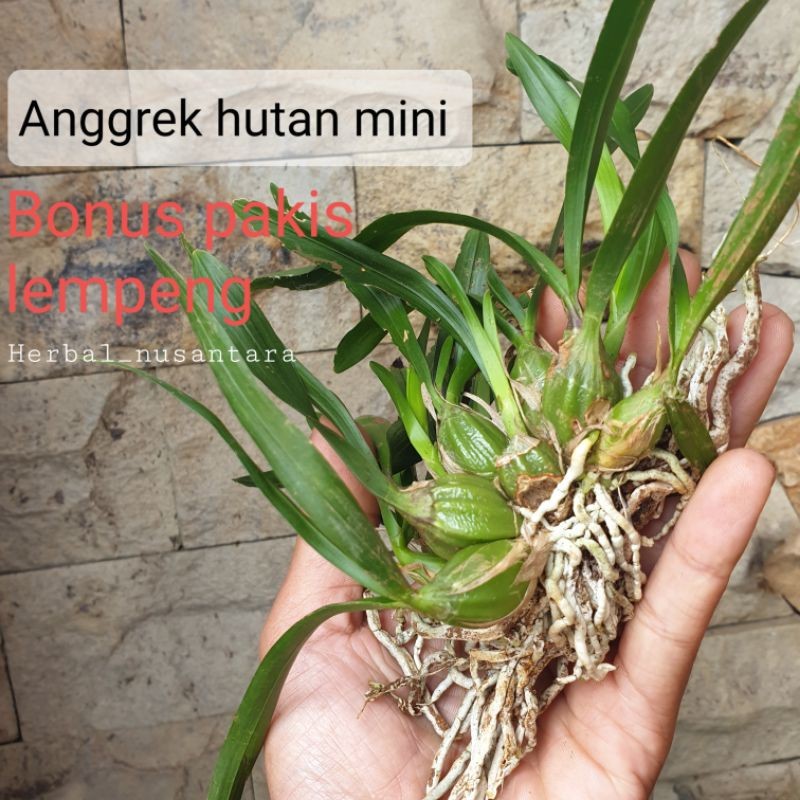 Bibit anggrek hutan mini gratis pakis lempeng
