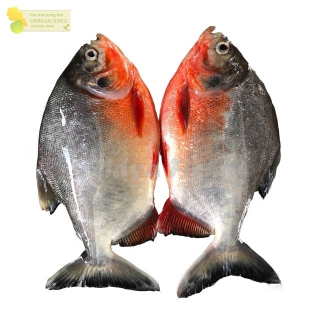 Ikan Bawal 1Kg Ikan Bawal Segar Ikan Bawal Tawar Ikan Segar 1Kg