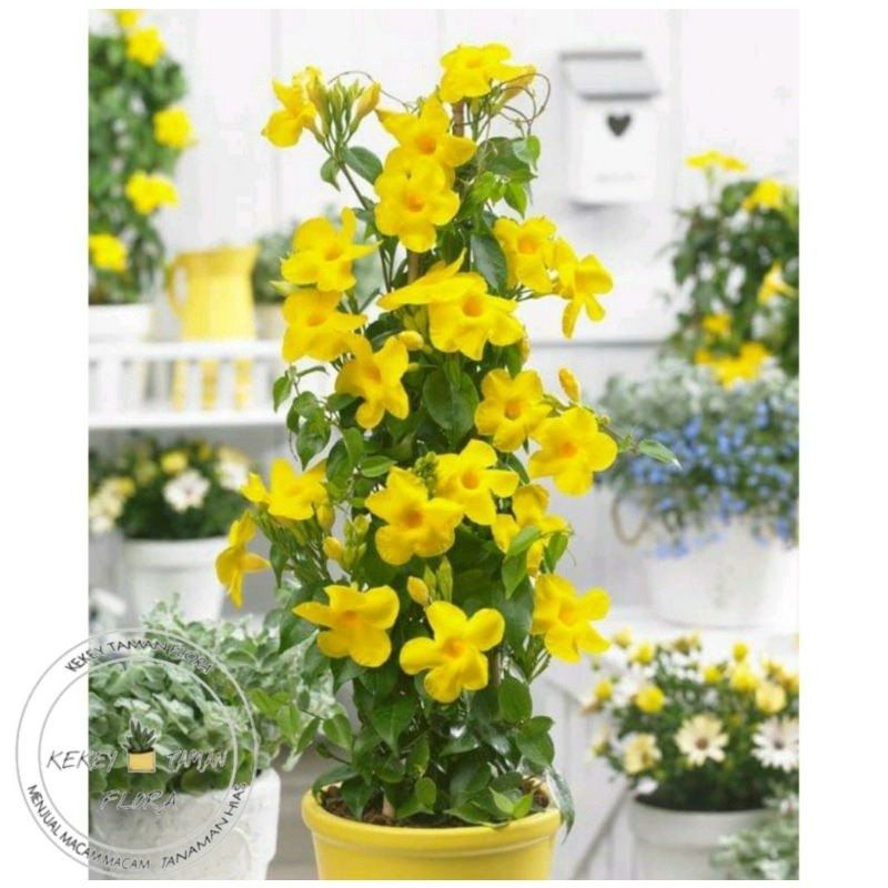 Tanaman Hias Bunga Mandevilla Bunga Kuning - Tanaman Merambat Mandevilla-tanaman outdoor-hiasan dide