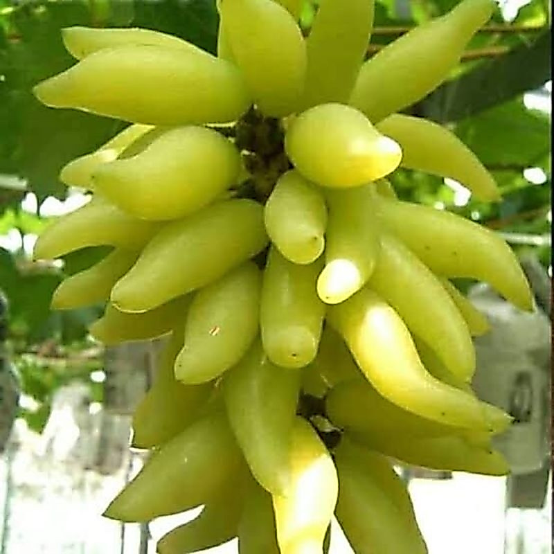 BIBIT ANGGUR IMPORT IFG29