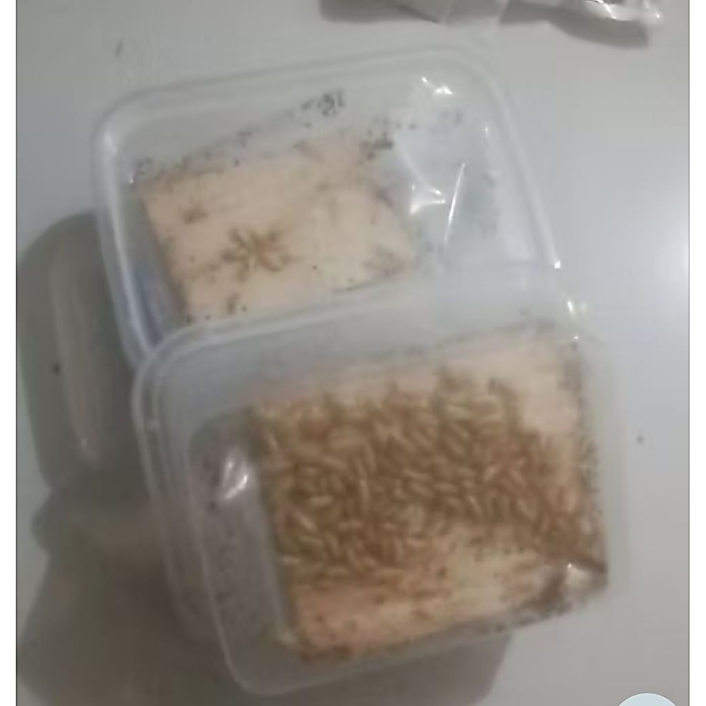 pua/rengas/poa
