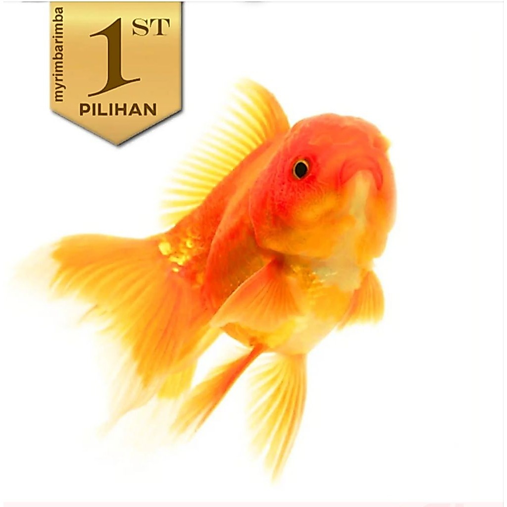 Koki Baby Oranda Ikan HIas Aquascape Hiasan Aquarium Tanaman Air Tawar