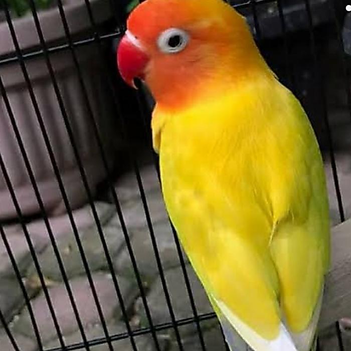 Burung Lovebird Paskun Dewasa Jantan/Betina