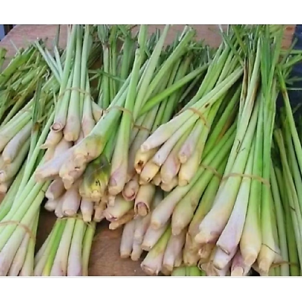 Sereh jumbo sereh bangkok segar 1kg sereh super berkualitas