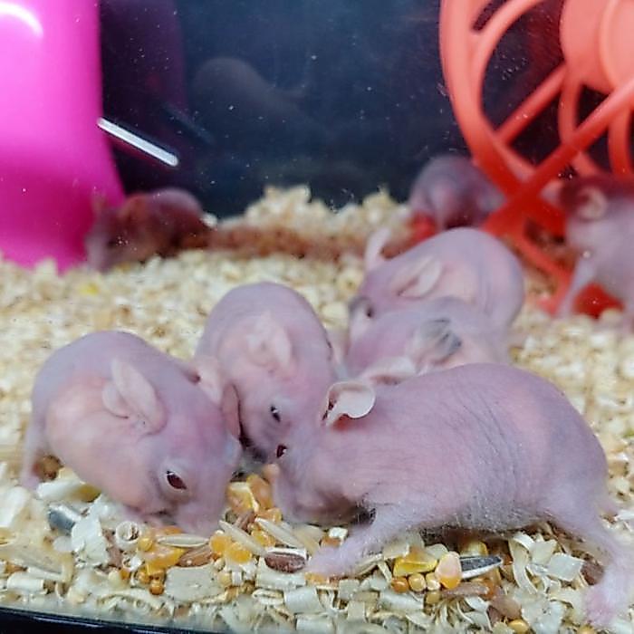 HAMSTER CAMPBELL HAIRLESS / HAMSTER TANPA BULU (GARANSI)