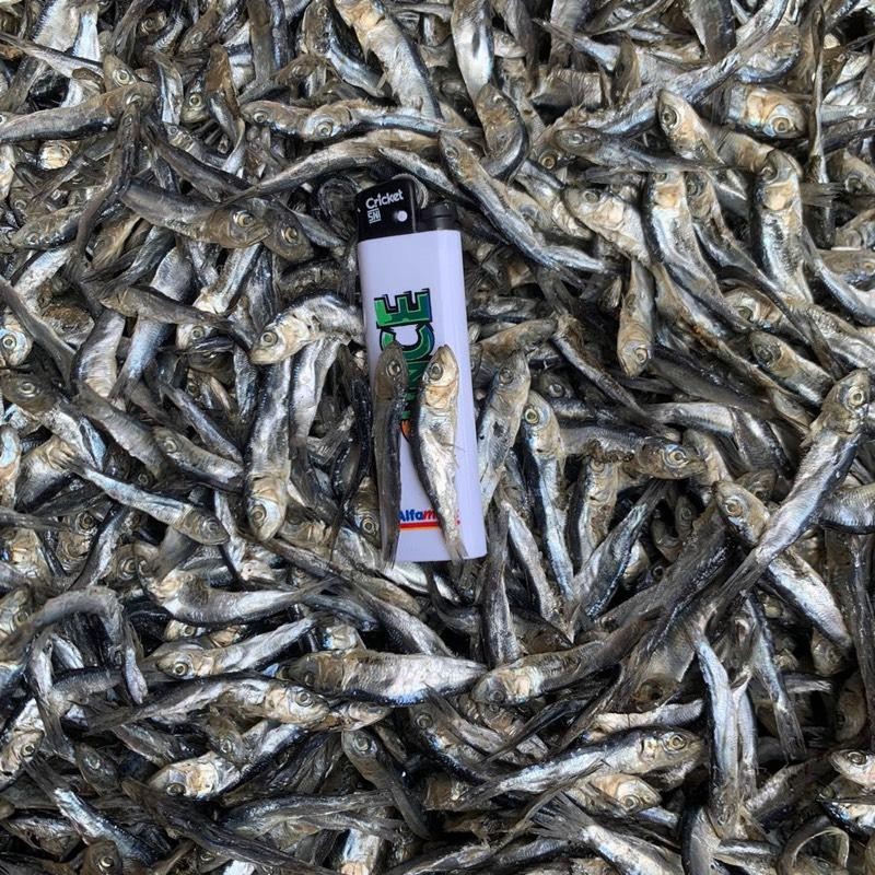 

Ikan semenit/ninis/teri hitam semi asin (tidak terlalu asin) kering super jos Food Laut