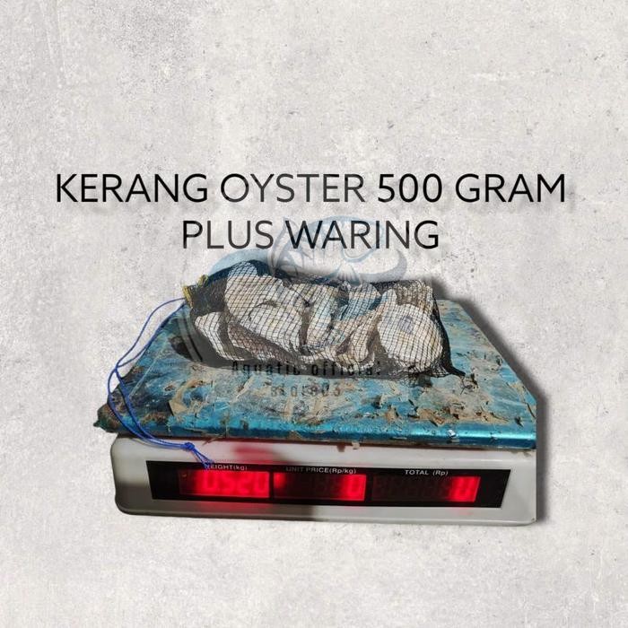 Oyster plus waring 500 gram / oyster / kerang oyster / cangkang kerang / media filter / media filter