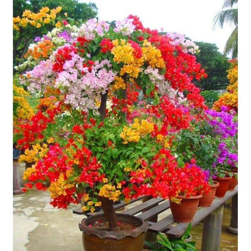 Bougenville 5 warna bougenville ekor musang(batang besar)