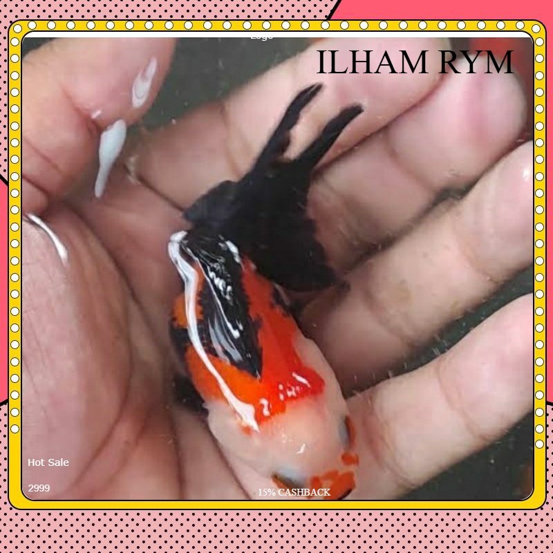 ikan mas koki panda tricolor oranda goldfish / ikan hias mas koki panda gold fish/ ikan mas koky mut