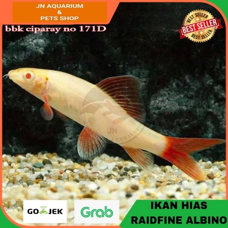 PROMO IKAN HIAS RED FIN ALBINO RAINBOW SHARK AIR TAWAR AQUARIUM