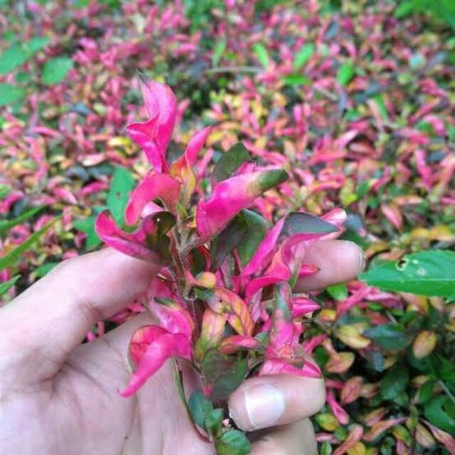 krokot merah - bibit tanaman hias - hiasan taman - pohon krokot