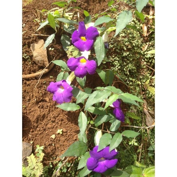 Stek Bibit stek bunga Thunbergia Erecta, Tanaman hias, herbal FA bisa cod