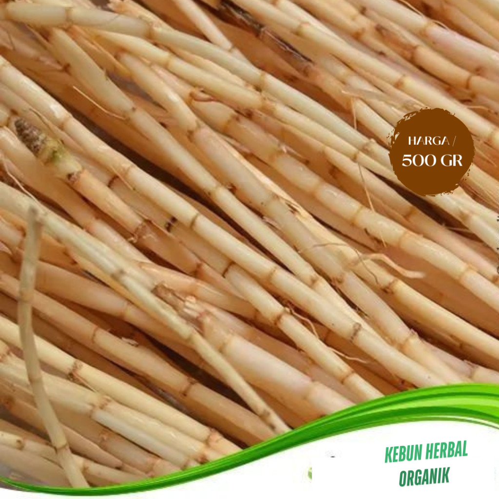 akar alang-alang segar akar alalang akar halalang akar lalang akar eurih akar weri akar kusu-kusu