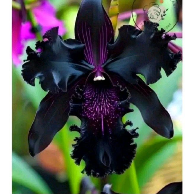 (BISA COD) Anggrek bulan bunga hitam super langka